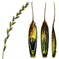Copyright - R.E.D.A. (Ramo Editoriale degli Agricoltori)
