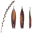 Copyright - R.E.D.A. (Ramo Editoriale degli Agricoltori)