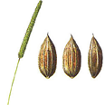 Copyright - R.E.D.A. (Ramo Editoriale degli Agricoltori)
